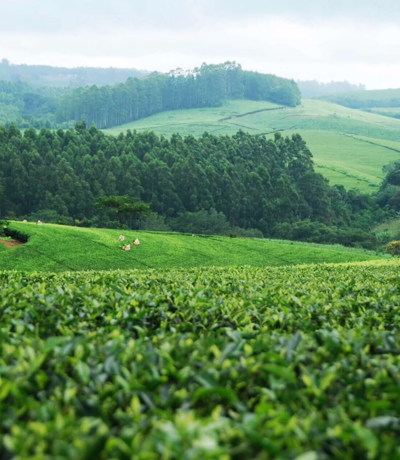 Tea Plantations, Malawi