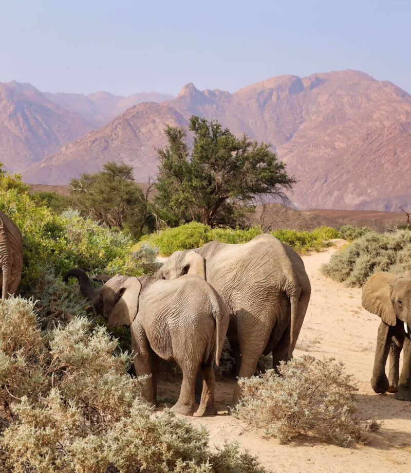 Desert Elephant Drive, Namibia