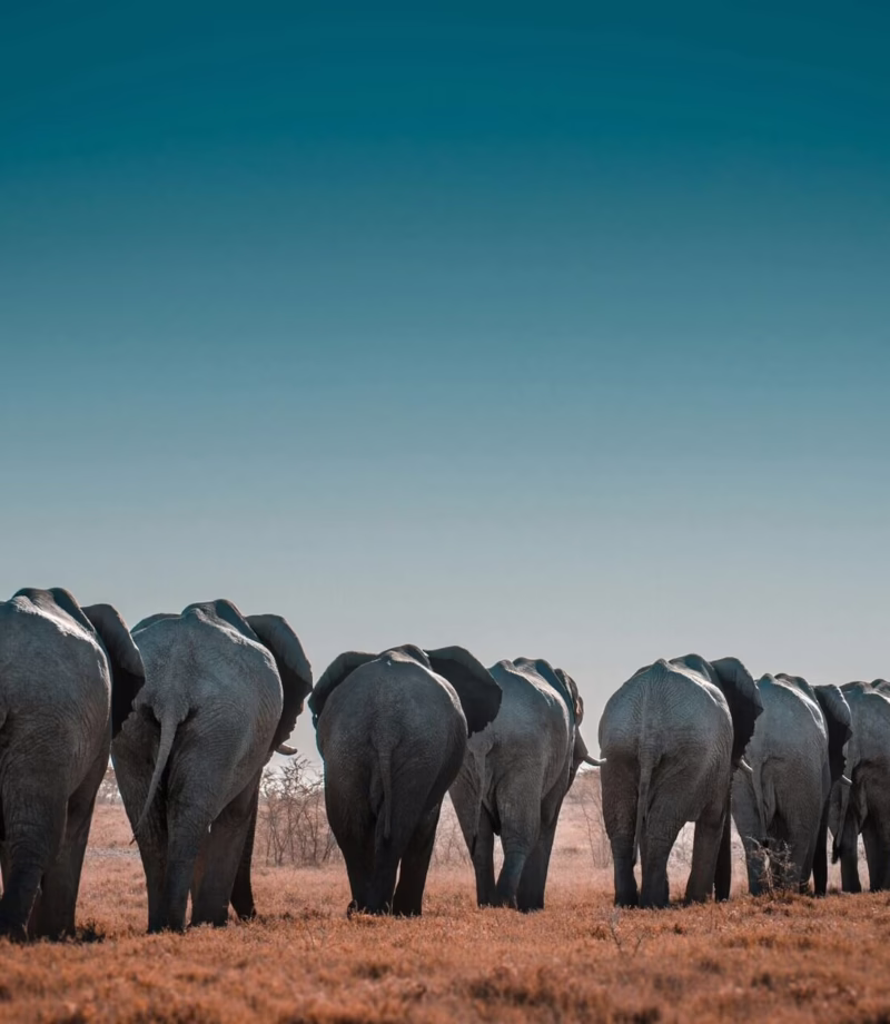 Etosha National Park, Namibia