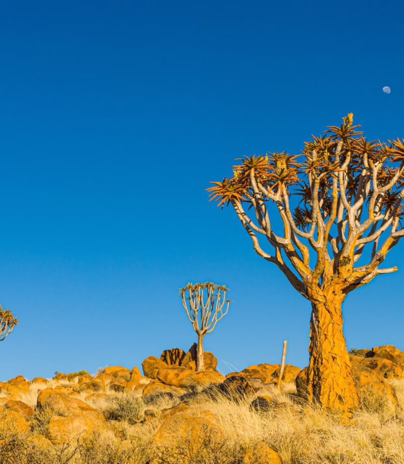 Quiver Trees, Namibia
