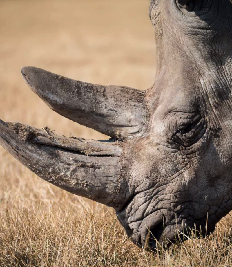 Rhino Tracking, Namibia