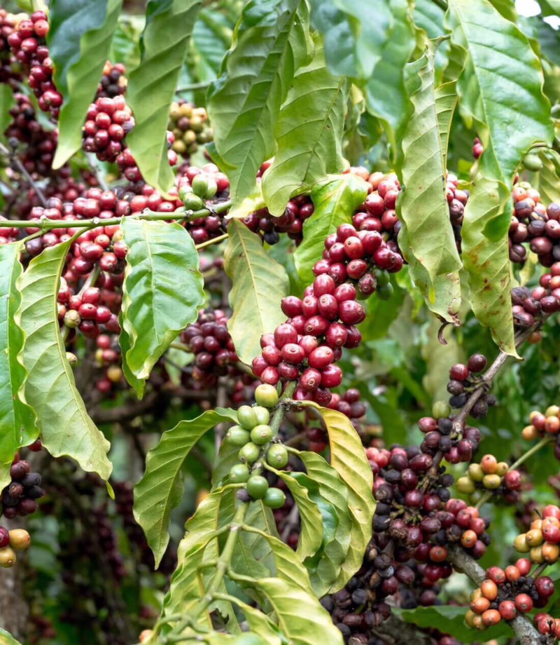 Coffee Tasting, Nicaragua