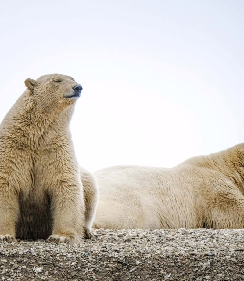 Arctic Wildlife Safari, Norway
