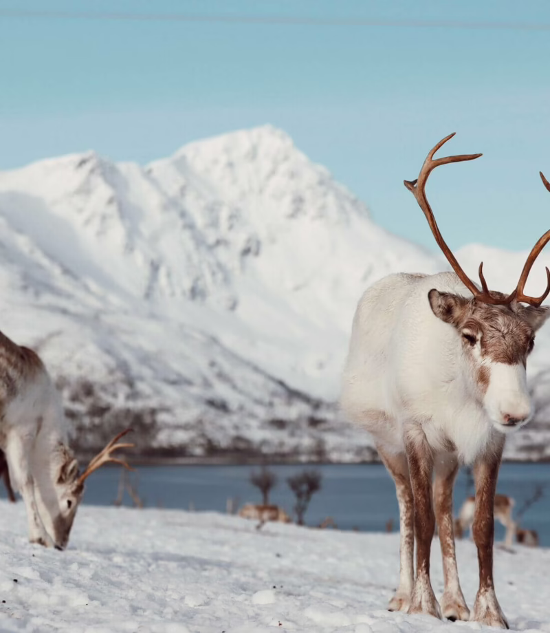 Reindeer Encounter, Norway