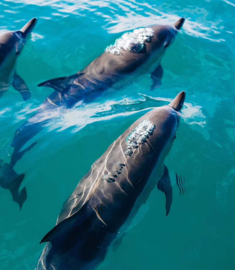 Abel Tasman Dolphin Swim, New Zealand