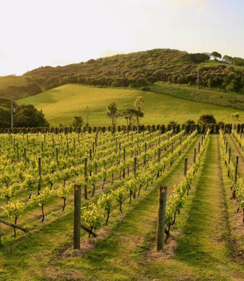 Waiheke Island Private Vineyard Tasting, New Zealand