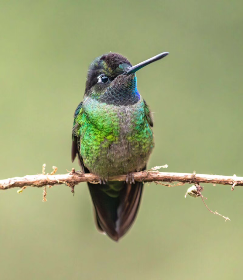 Boquete Highlands Birdwatching, Panama