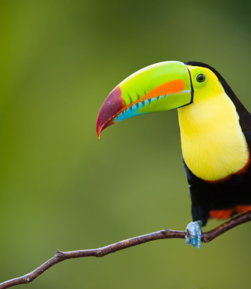 Soberiana National Park, Panama