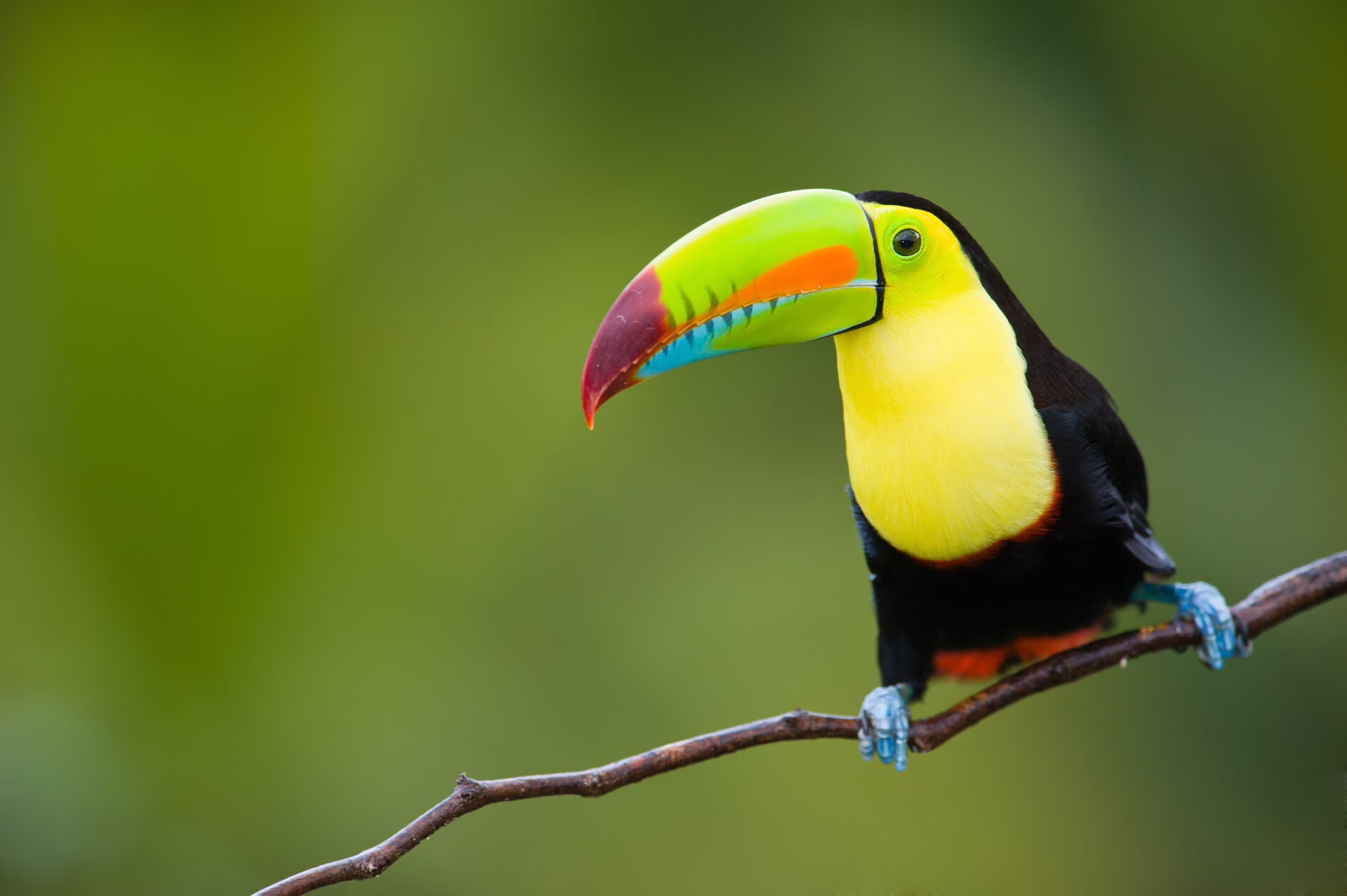 Soberiana National Park, Panama