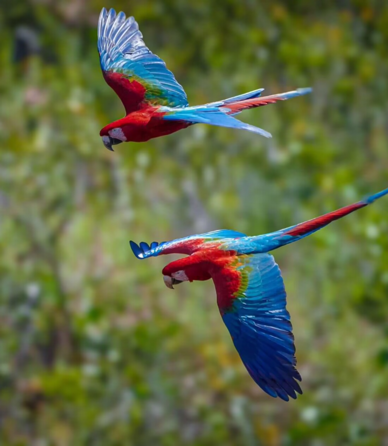 Amazon Birdwatching, Peru