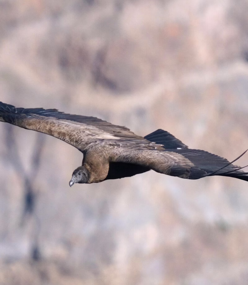 Colca Canyon Condor Spotting, Peru