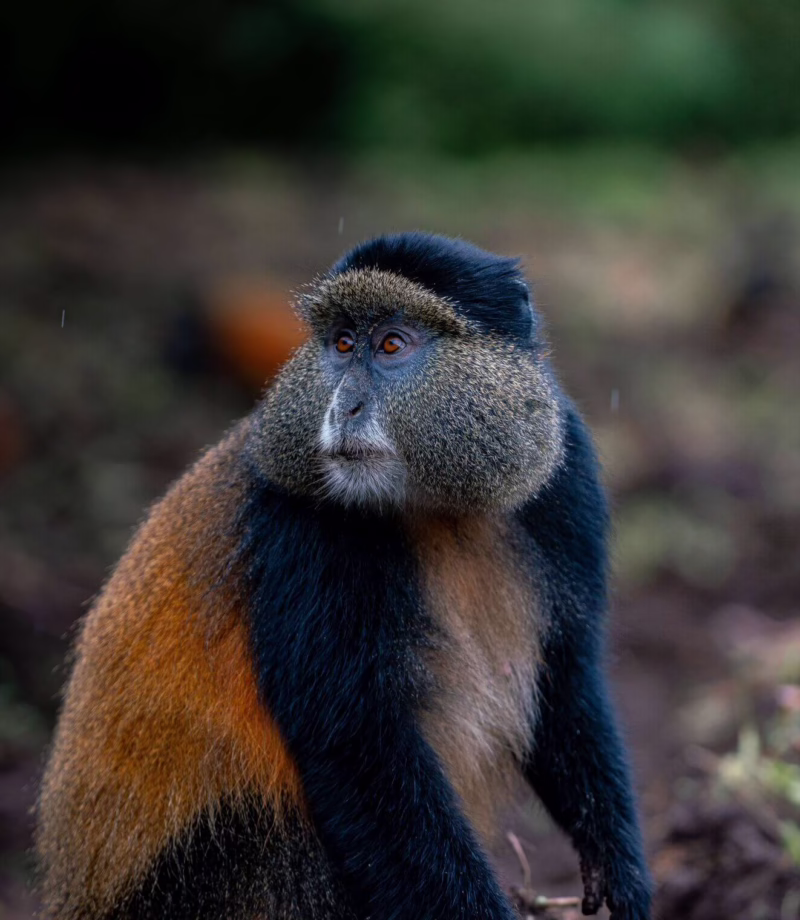 Golden Monkey Trekking, Rwanda