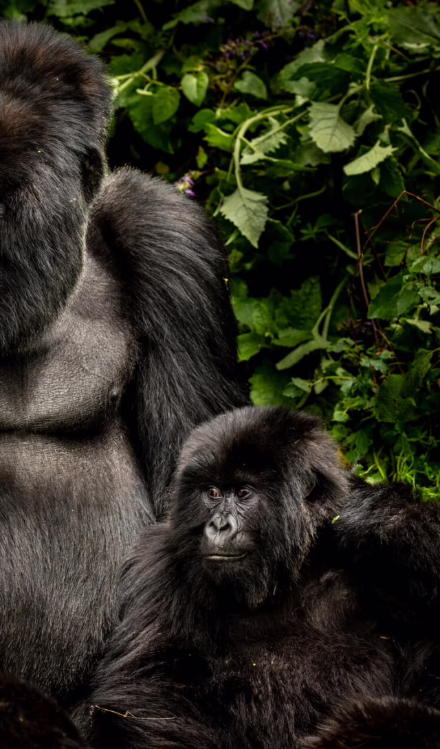 Volcanoes National Park, Rwanda