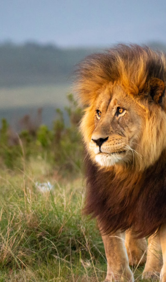 Lion, South Africa