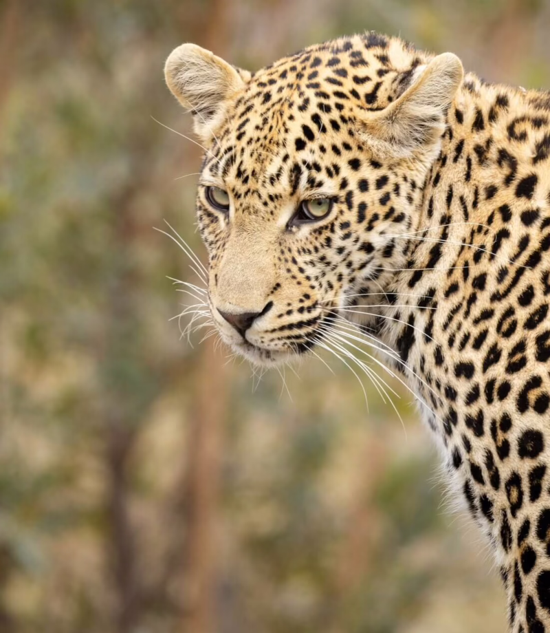 SAF Sabi Sands ian-mackey-CJKbwf UY33s-unsplash