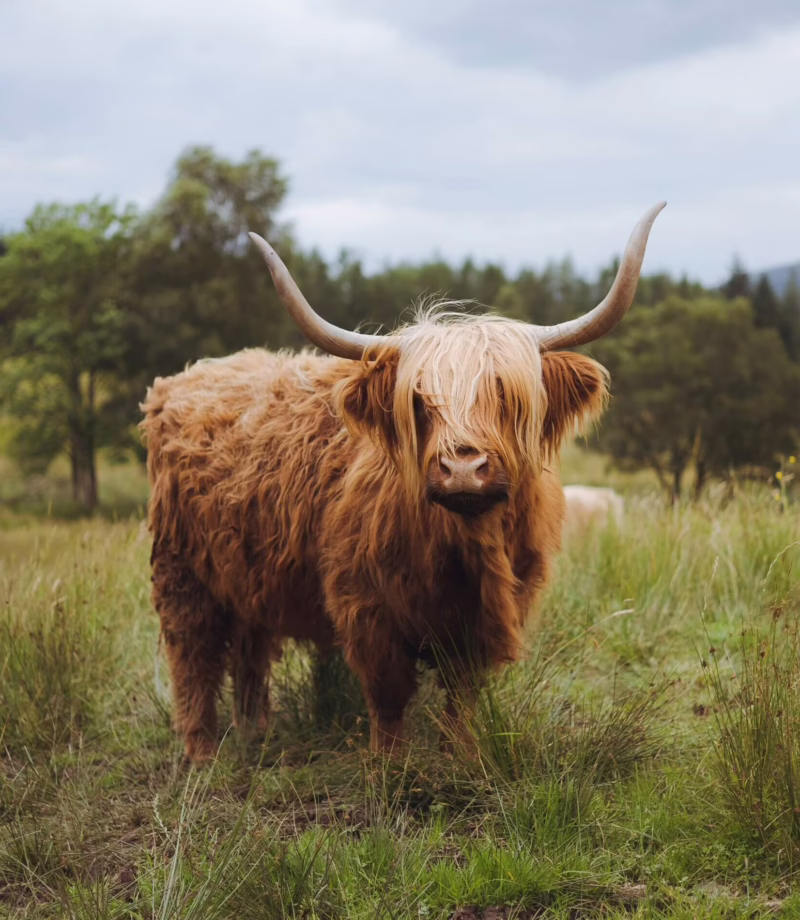 Highland Cow Safari, Scotland