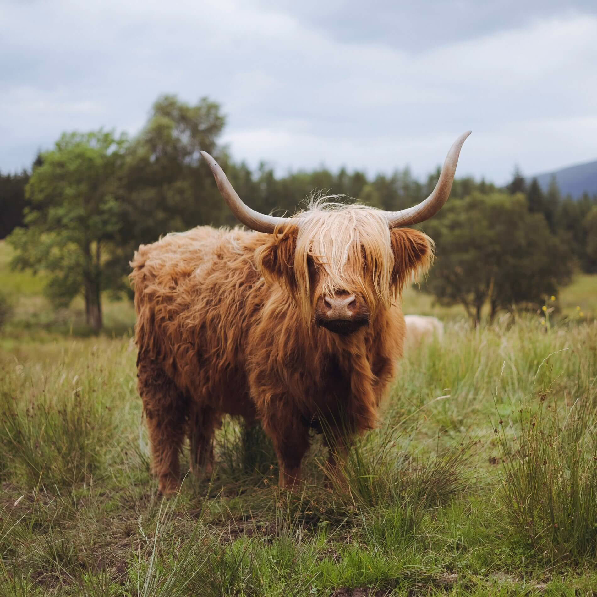 Highland Cow Safari, Scotland