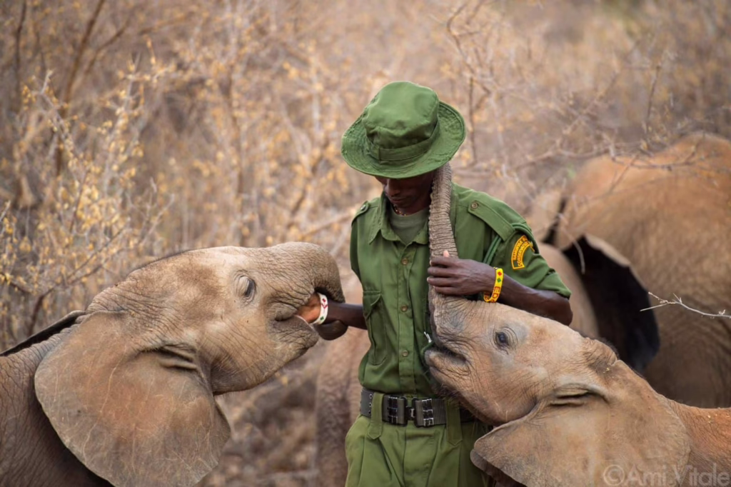 Man with baby elephants in Kenya