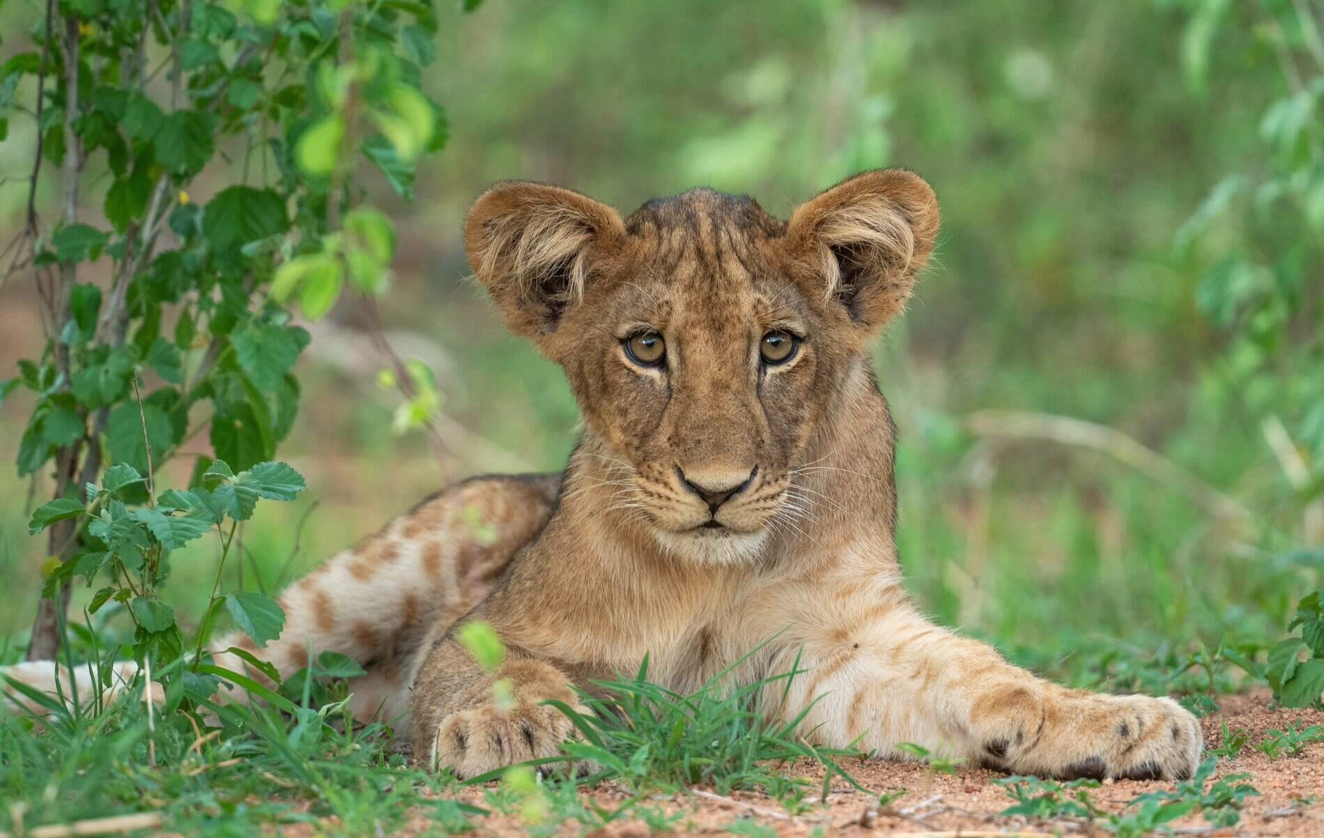 Ruaha National Park, Tanzania