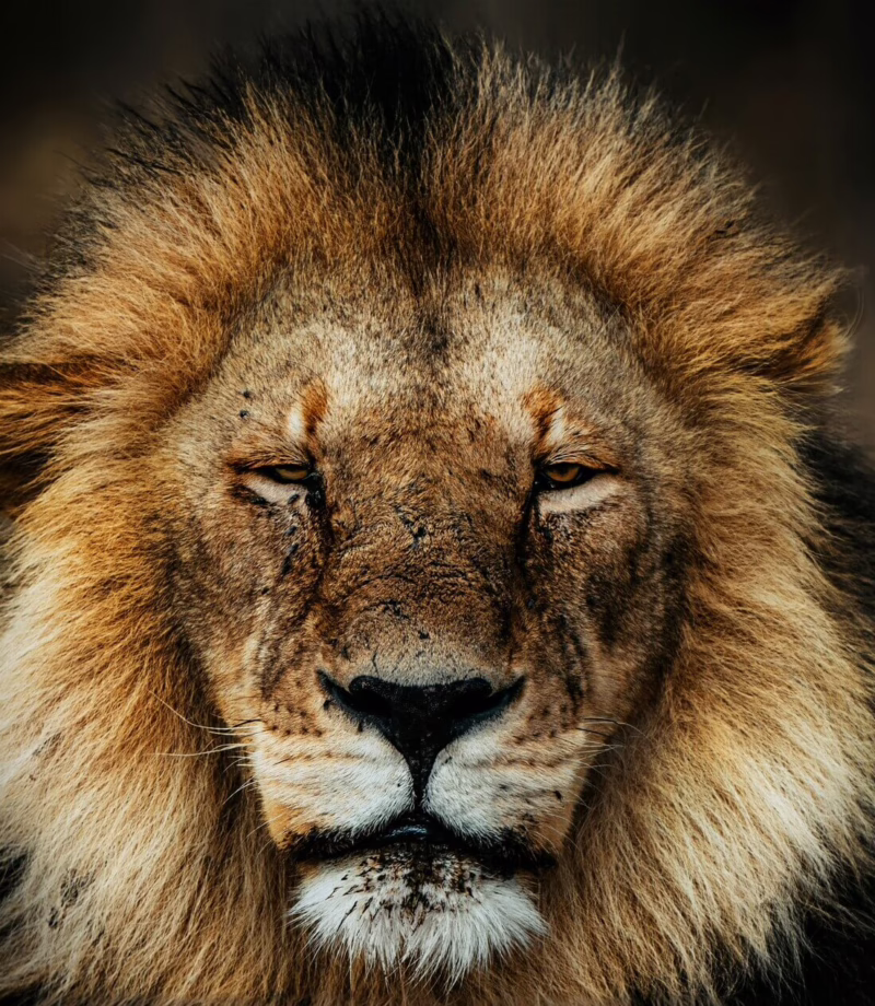 Serengeti, Tanzania