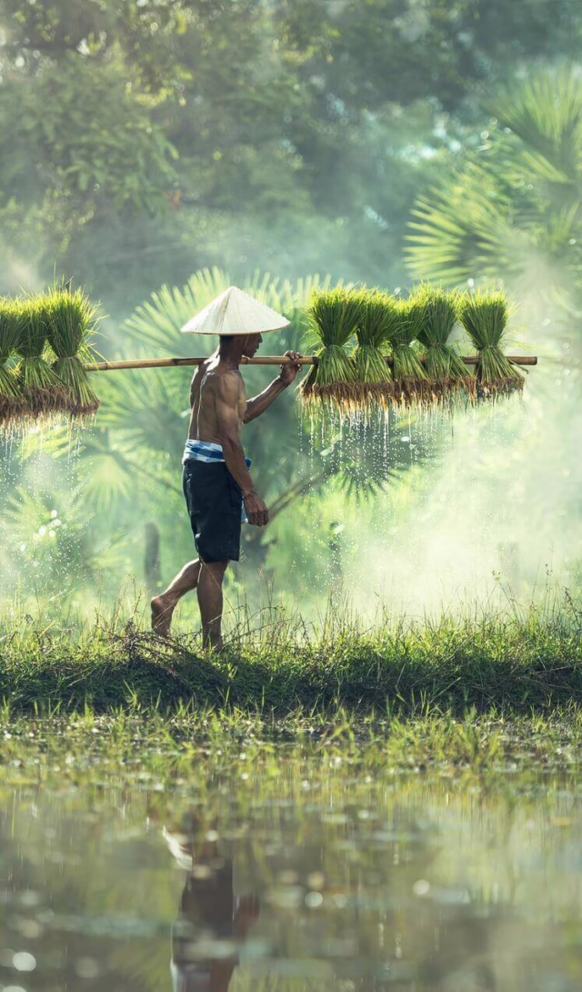 Rice Paddy, Thailand
