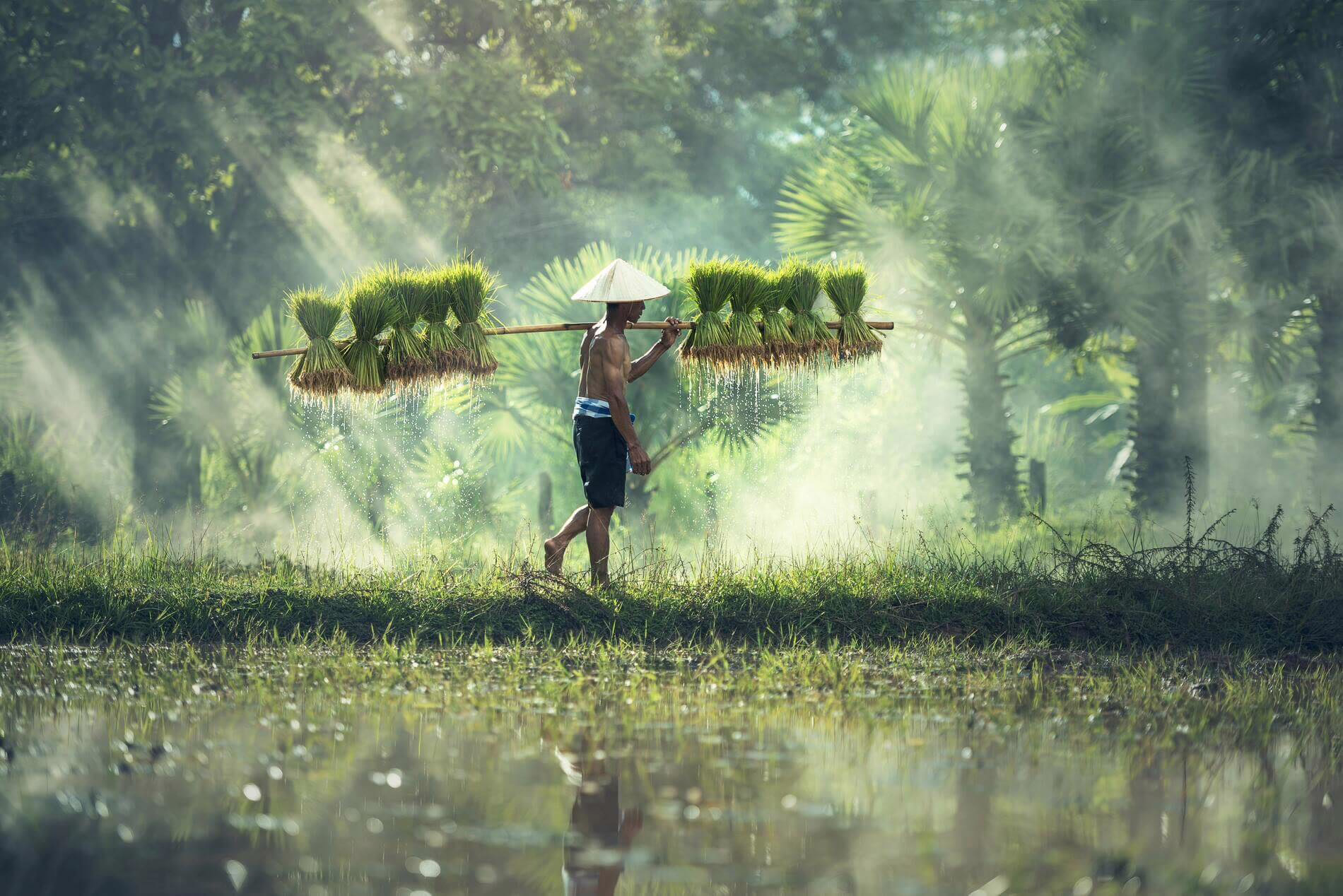 Rice Paddy, Thailand