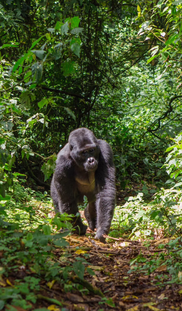 Bwindi, Uganda