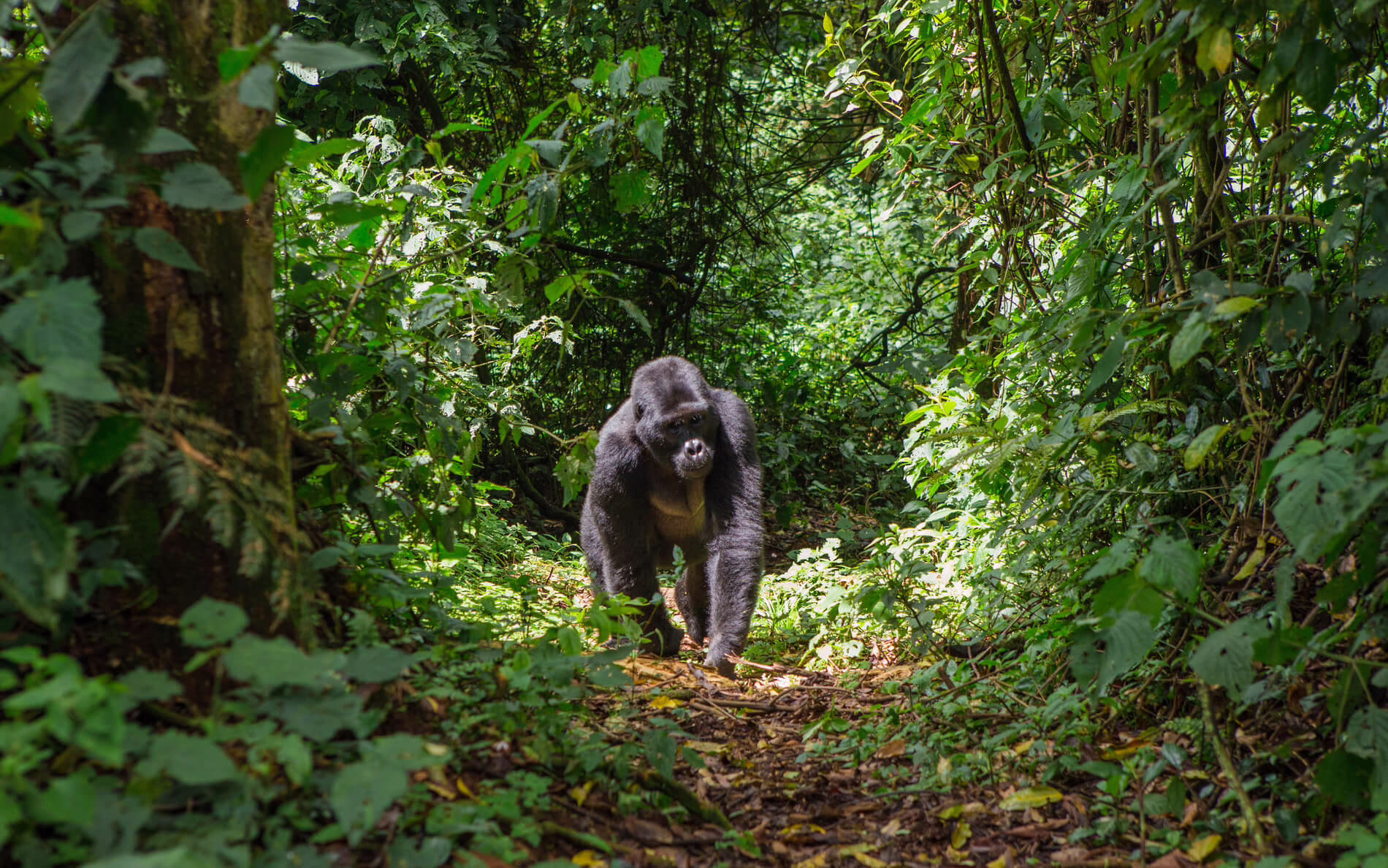 Bwindi, Uganda