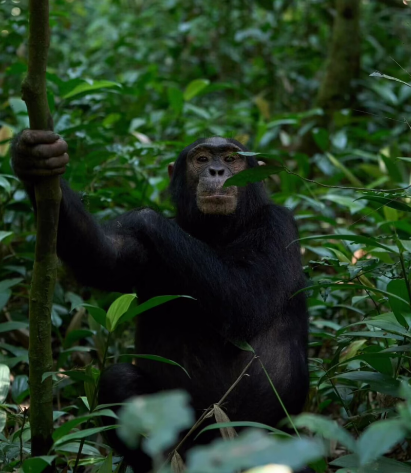 Chimpanzee Trekking, Uganda