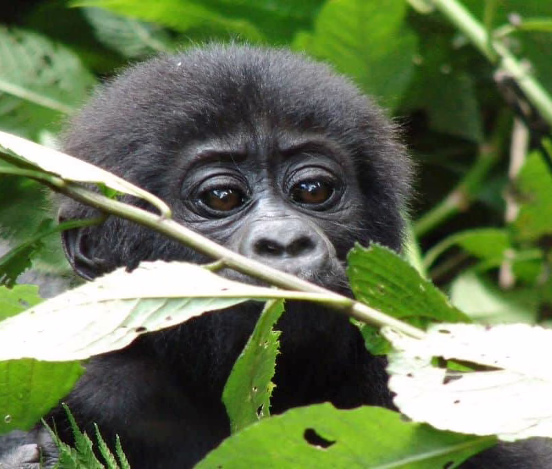 Gorilla Trekking, Uganda