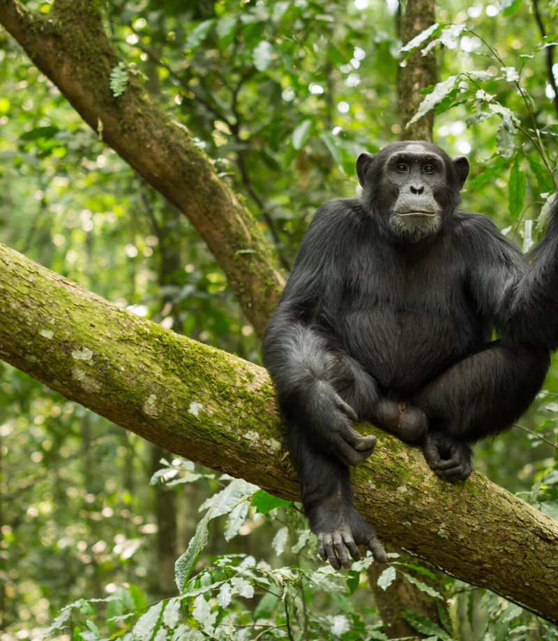 Kibale, Uganda