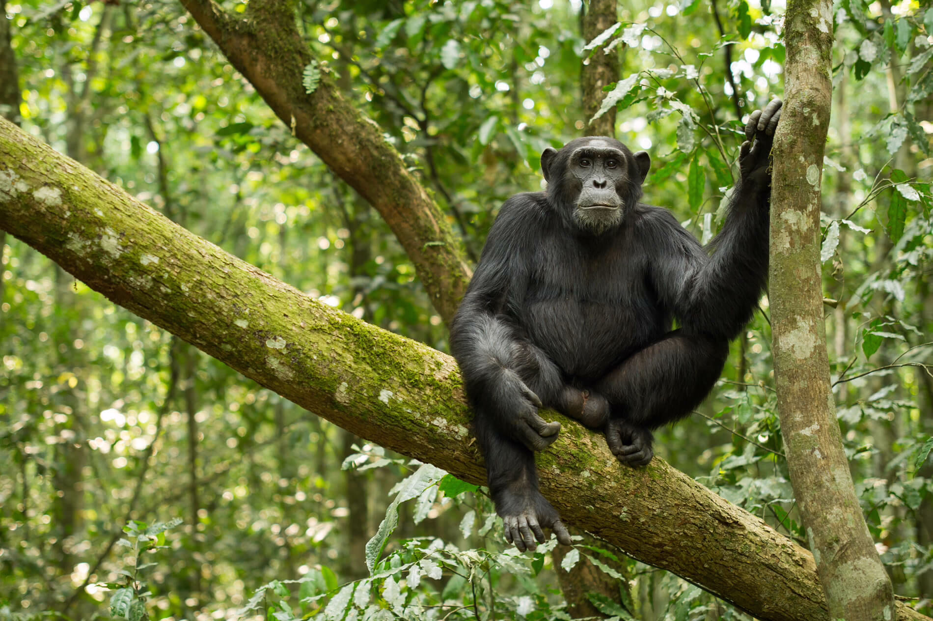 Kibale, Uganda
