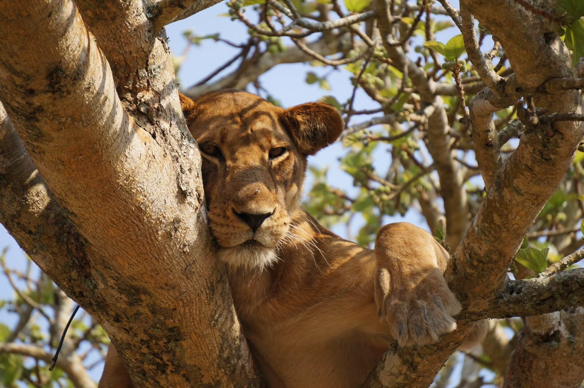 Queen Elizabeth Park, Uganda