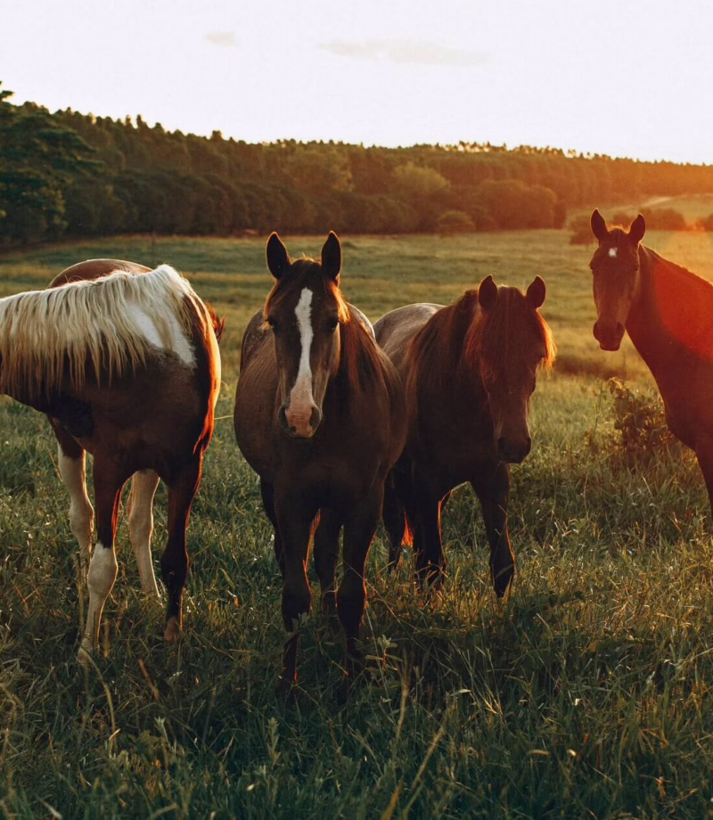 Uruguayan Estancias Horseback Riding, Uruguay