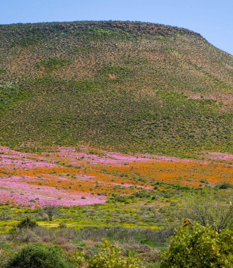 Cape Floral Kingdom, South Africa
