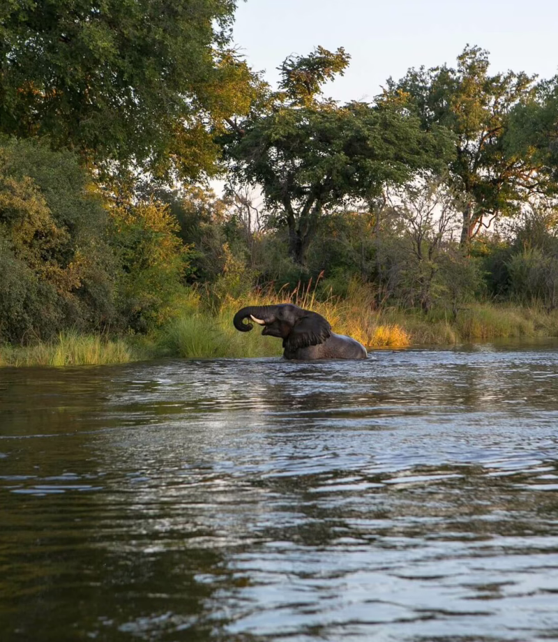 Elephant bathing in the Zambezi