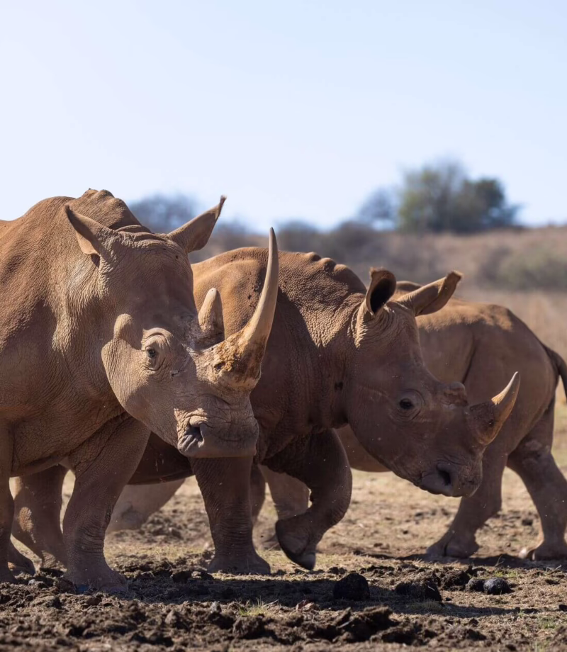 Matusadona Rhino Conservation, Zimbabwe