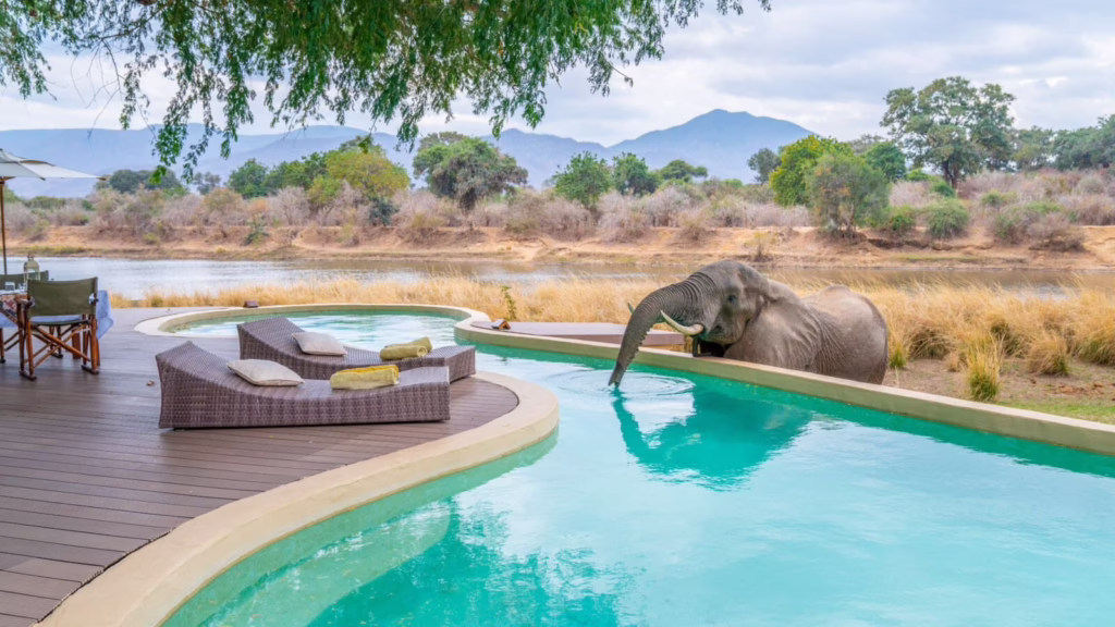 Elephant near safari lodge