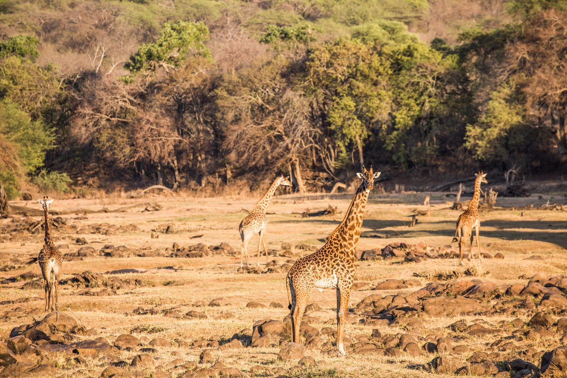 Giraffes in Tanzania