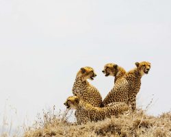 True Travel Tanzania